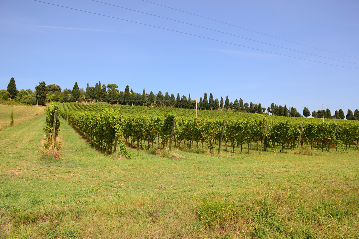 Riviera Conero Vini